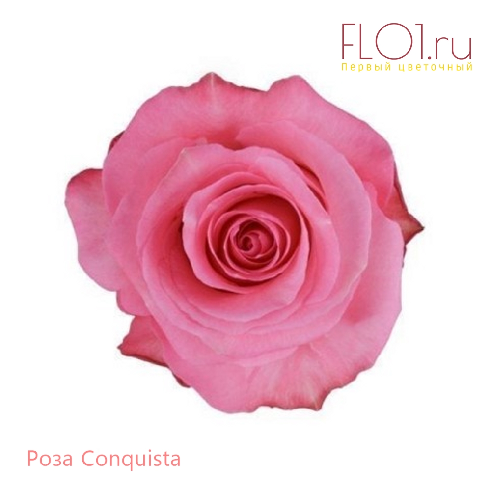 Conquista