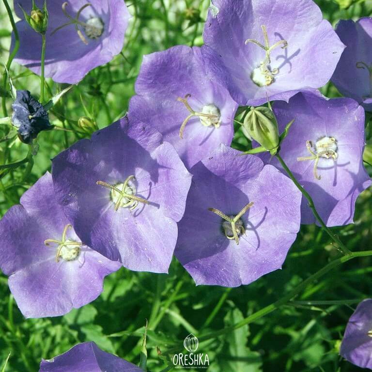 Колокольчик Карпатский семена || Питомник Орешка