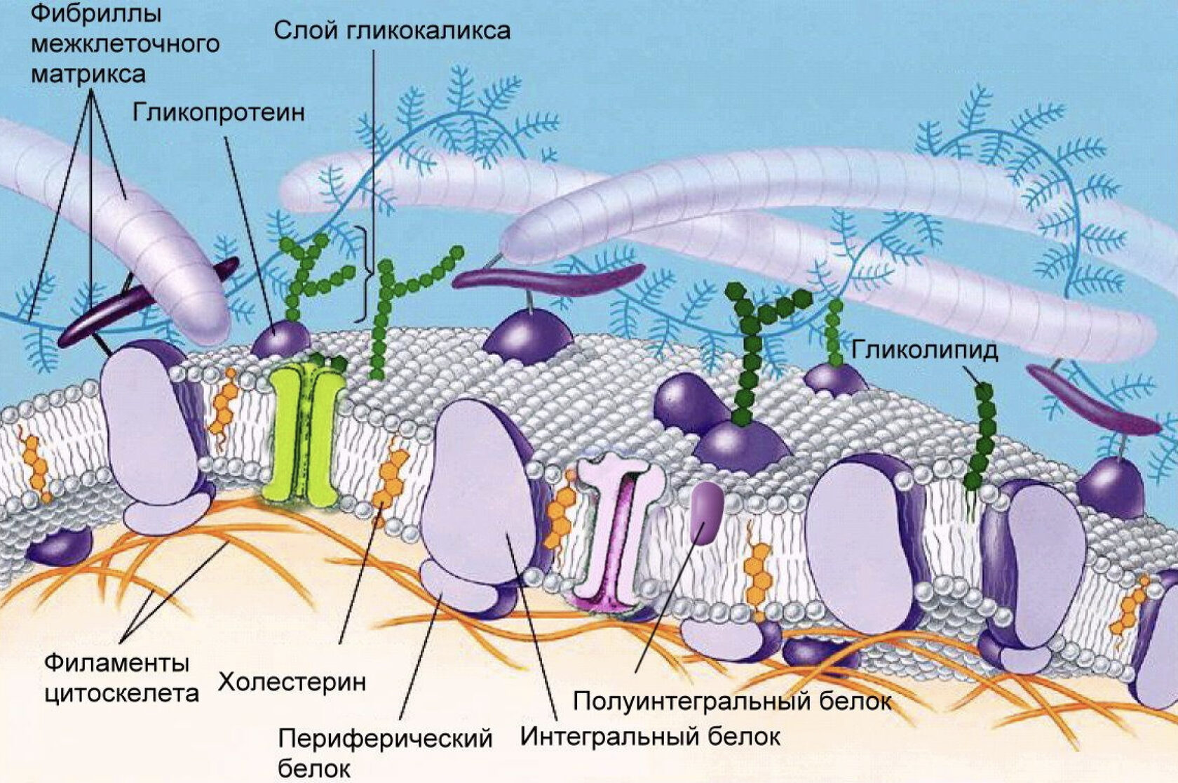 Животные клетки имеют гликокаликс