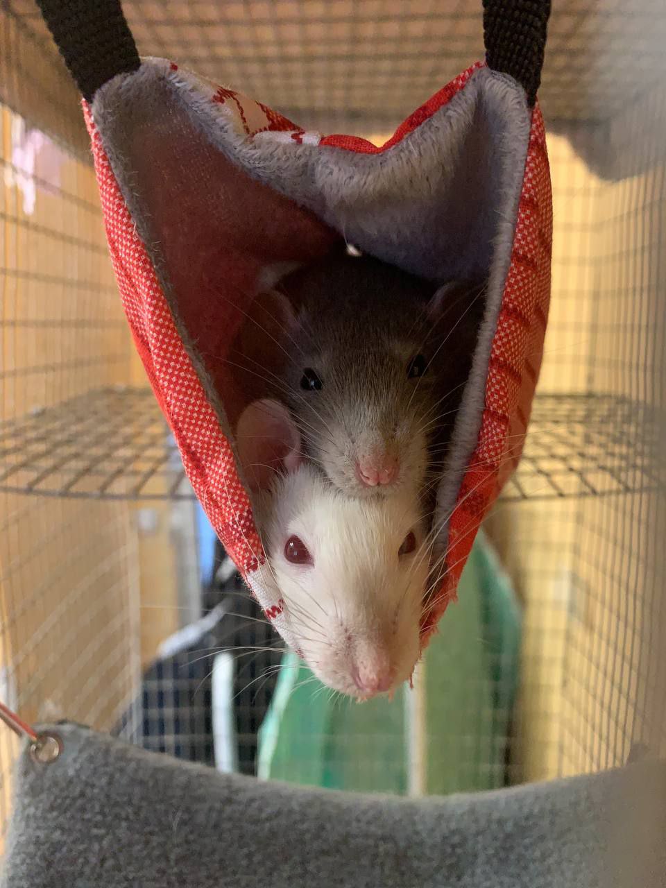 Милая крыса в гамаке
