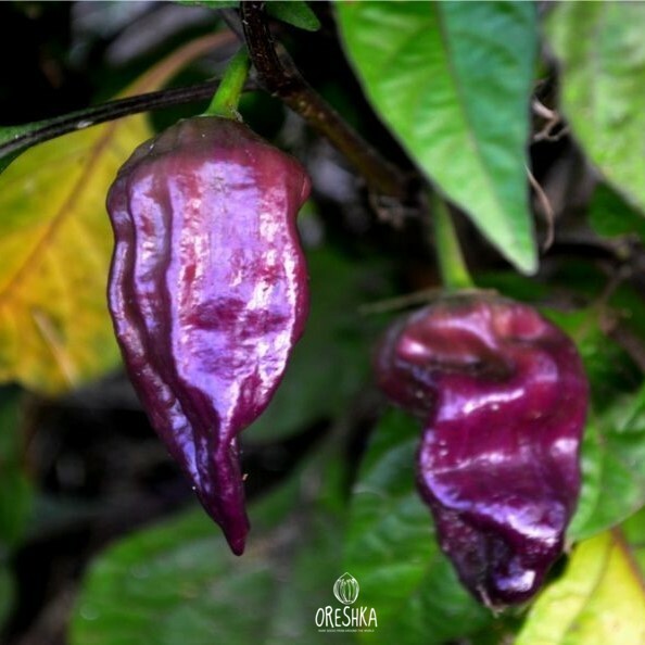 Seeds of Hot pepper Bhut Jolokia purpurea (Capsicum) — 5 pcs