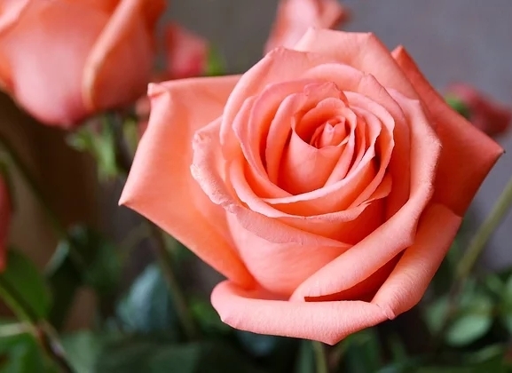 Дарк вау роза фото фото - Arhids.ru