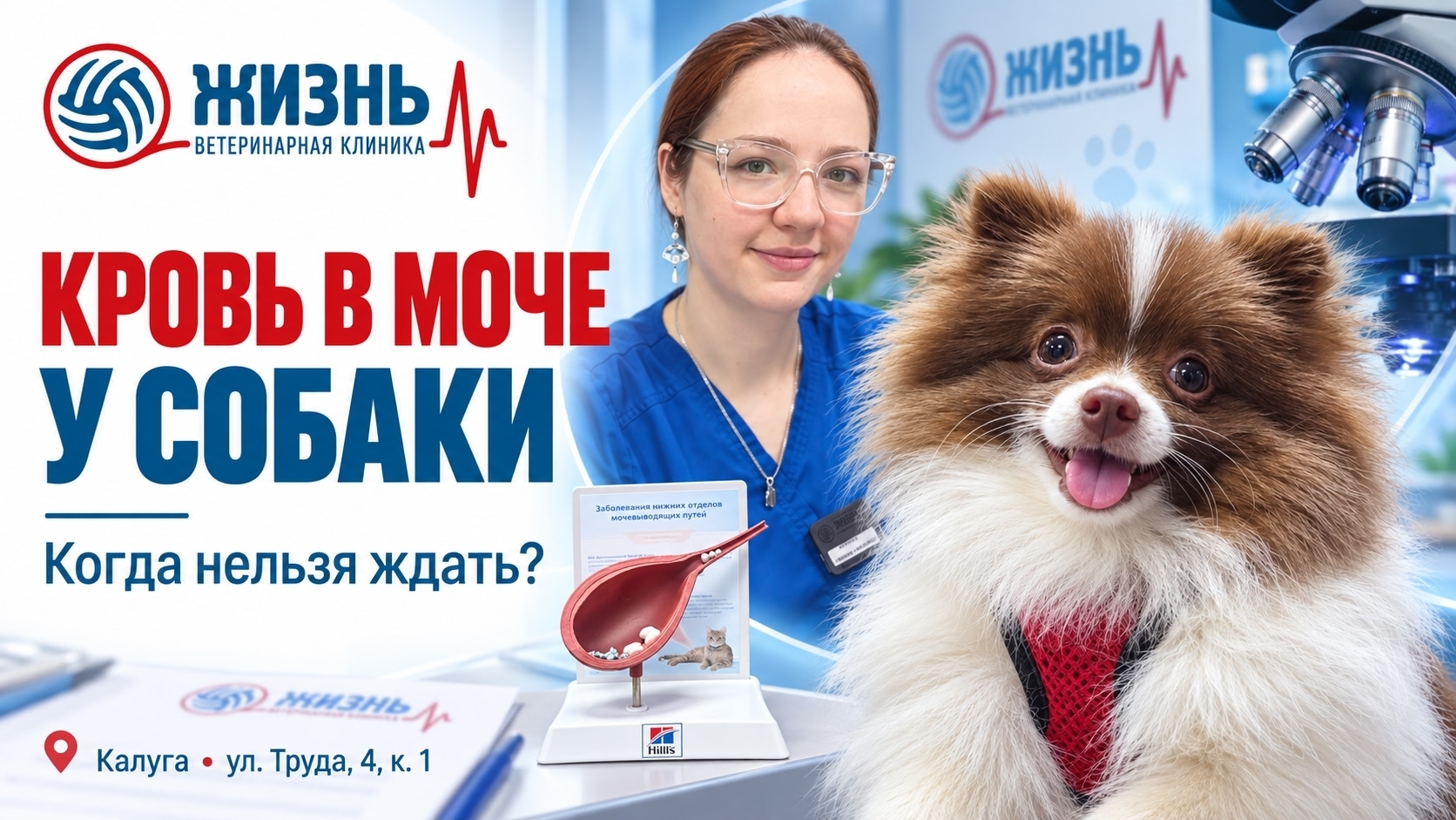 Кровь в моче у собаки.