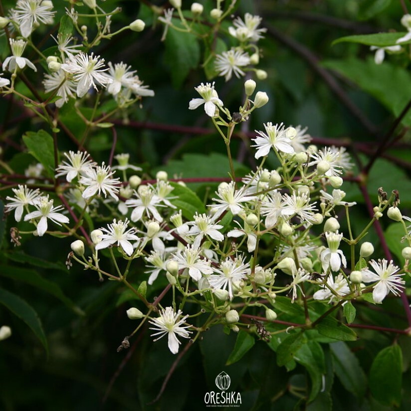 Seeds of Old man's beard (traveller's joy) (Clematis vitalba) — 30 pcs