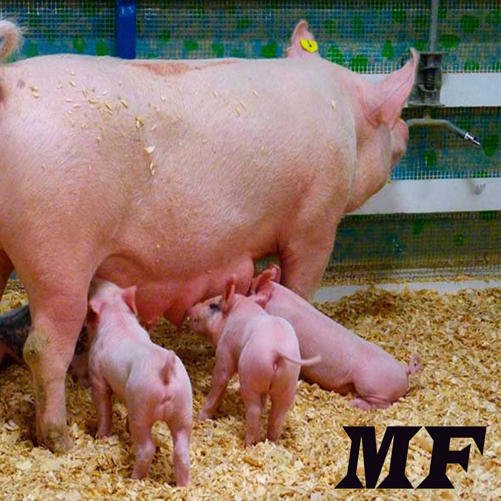 ПЕРШИЙ ДЕНЬ: день опоросу, даємо корму не раніше ніж через 5 годин після опоросу, та не більше 1 кг. ДРУГИЙ ДЕНЬ: вранці -1 кг, ввечері - 1 кг. Загалом за добу 2 кг. ТРЕТІЙ ДЕНЬ: вранці - 1.25 кг, ввечері - 1.25 кг. Загалом 2.5 кг на добу. ЧЕТВЕРТИЙ ДЕНЬ: вранці - 1.5 кг, ввечері - 1.5 кг. Загалом 3 кг за добу.