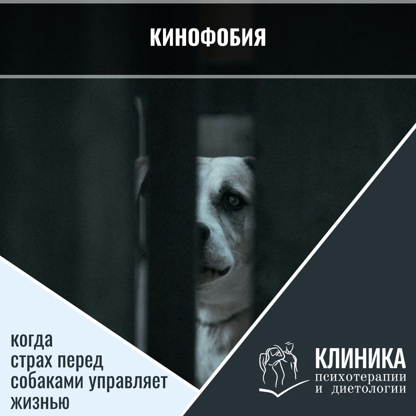 Кинофобия: когда страх перед собаками управляет жизнью