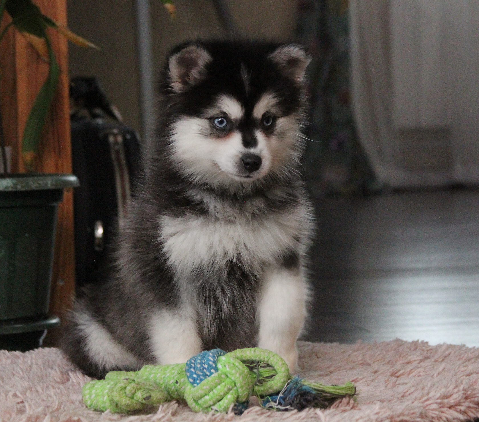 щенок кли кай мини хаски