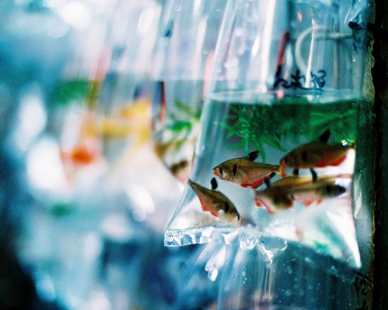 Пакетик с аквариумными рыбками