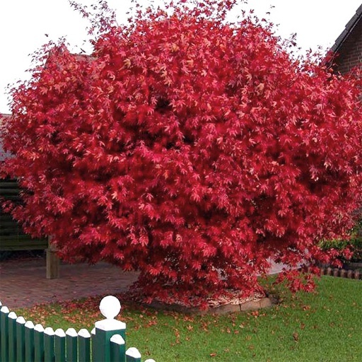 Клен Гиннала