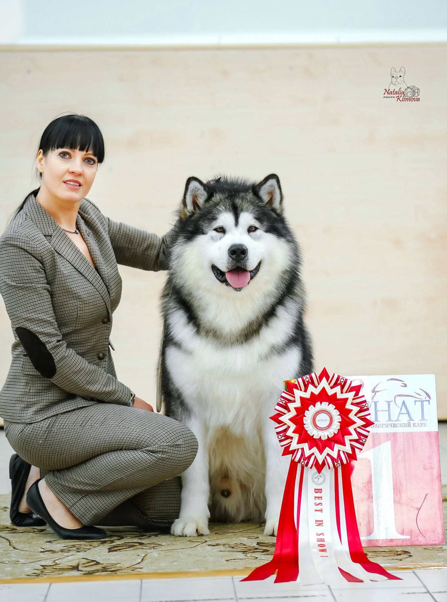 Аляскинский маламут — шоу-чемпион