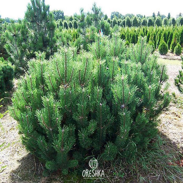 Seeds of Mugo pine (Pinus mugo) — 20 pcs