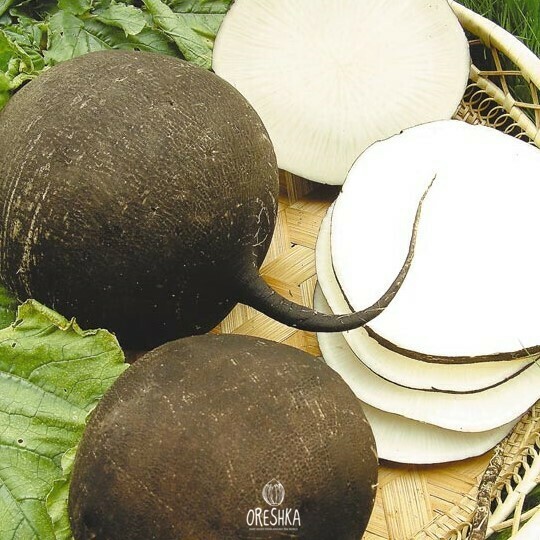 Seeds of Winter radish round black (Raphanus sativus) — 50 pcs
