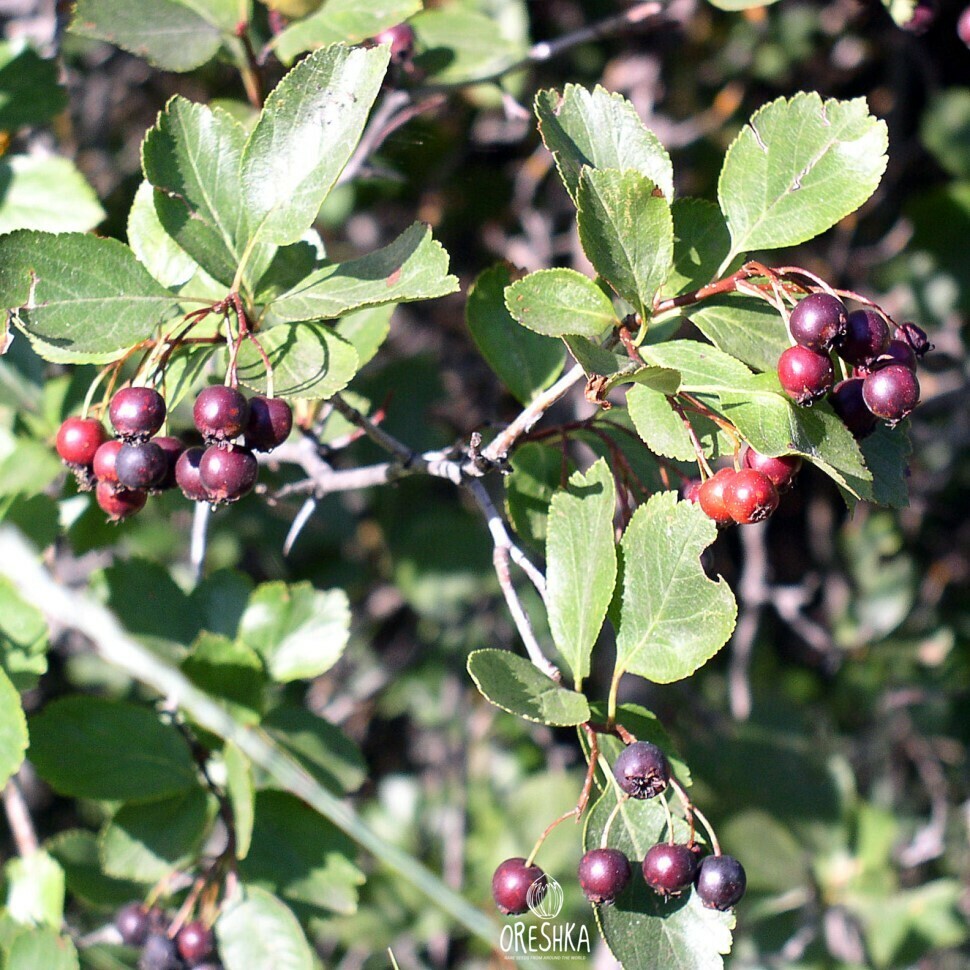 Seeds of Black hawthorn (Crataegus douglasii) — 30 pcs