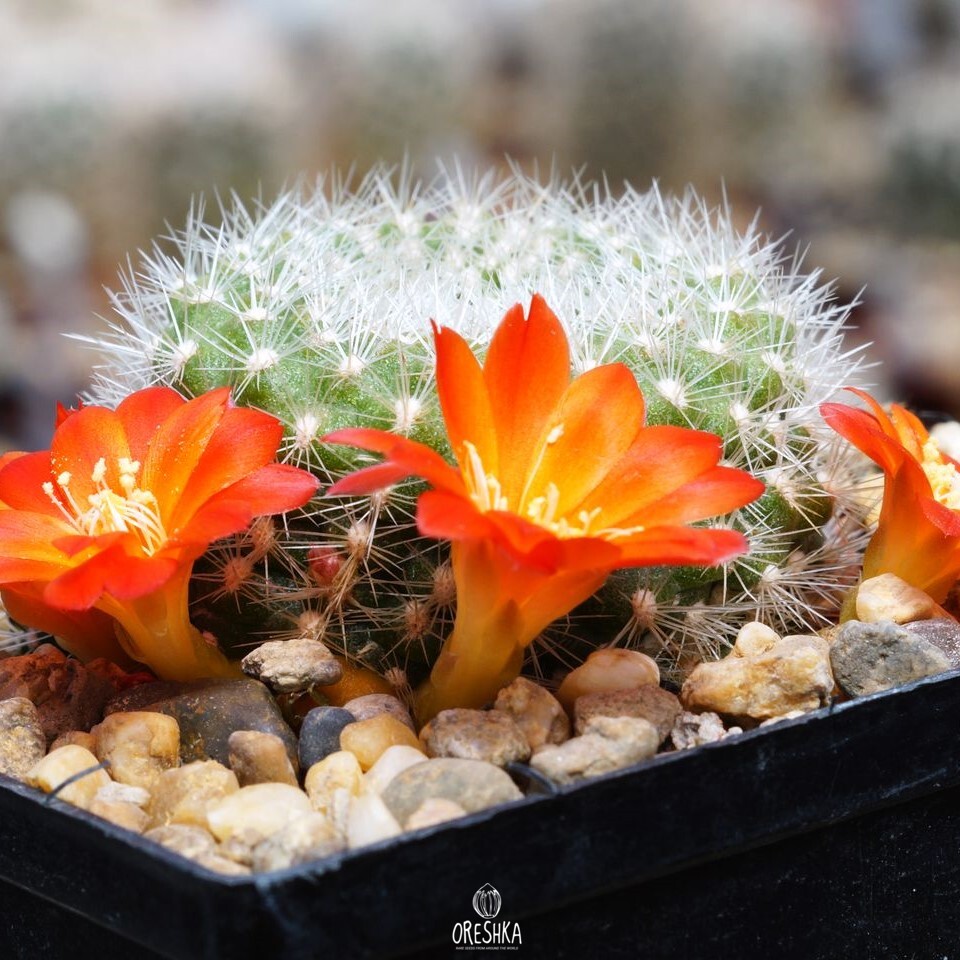 Seeds of Cactus Rebutia xanthocarpa VG 105 (Rebutia xanthocarpa VG 105) — 10 pcs
