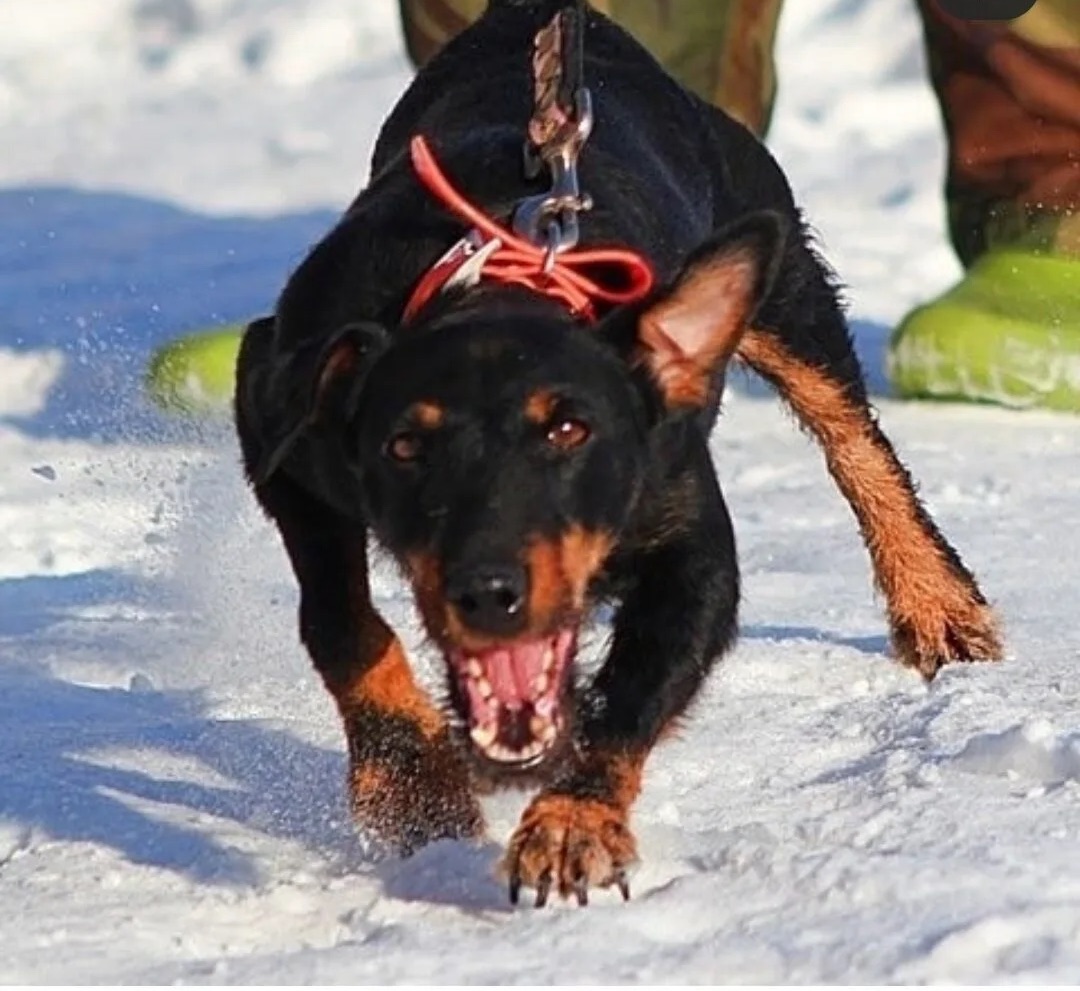 Активно-оборонительная реакция.
