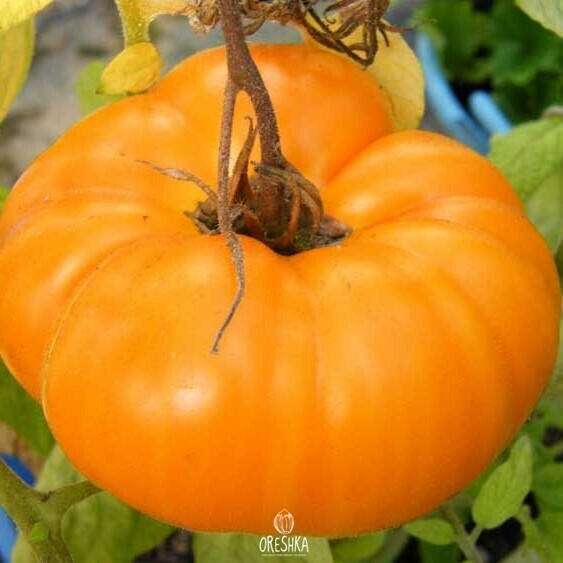 Seeds of Tomato golden queen (solanum lycopersicum) — 10 pcs