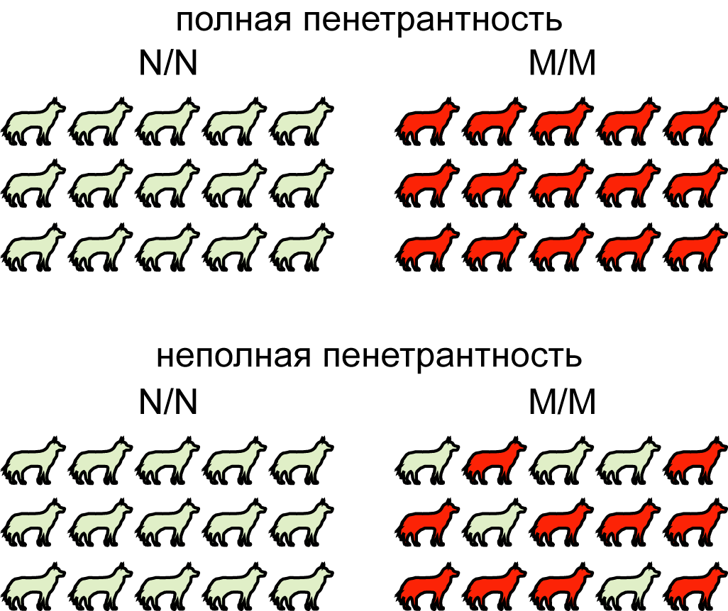 Экспрессивность. Полная и неполная пенетрантность генов. Неполная пенетрантность Гена. Полная пенетрантность пример.