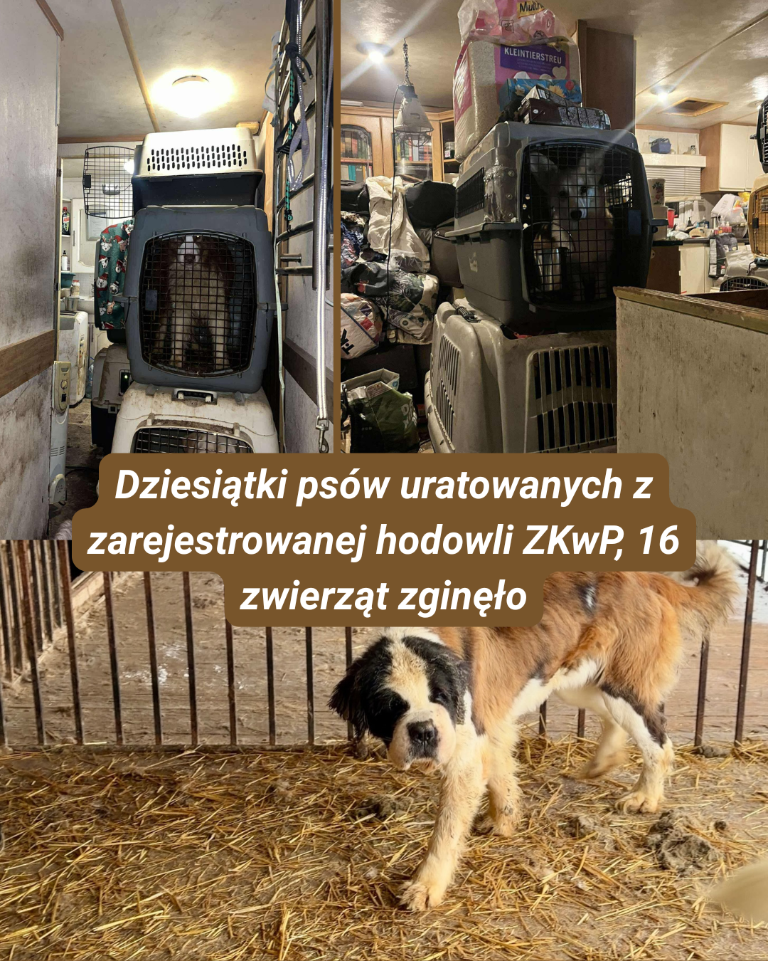 Uratowane psy podczas interwencji w zarejestrowanej hodowli w Polsce.