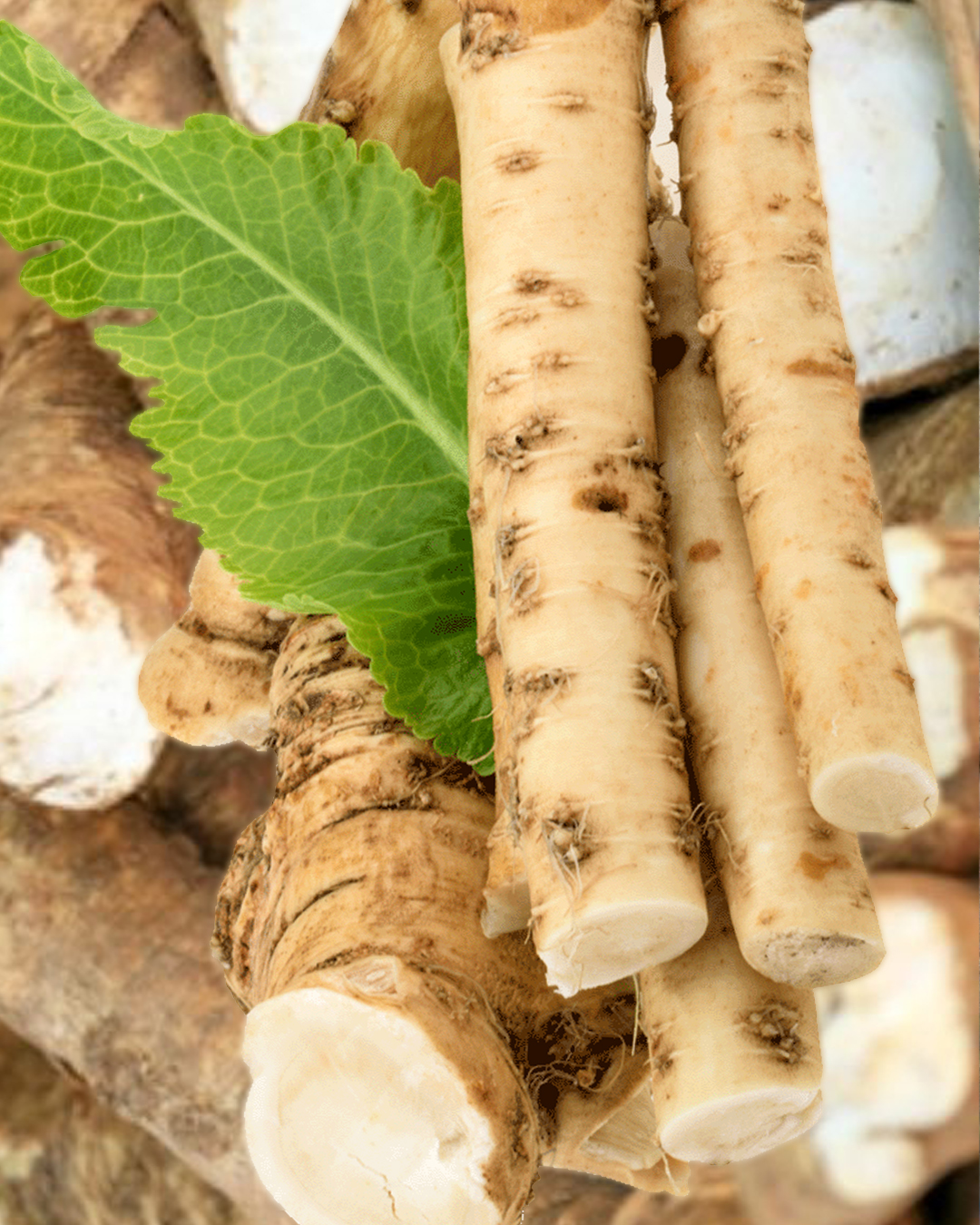 Хрен корень ~350 г. Хрен свежий. Хрен свежий. Хрин. Хрен (armoracia).