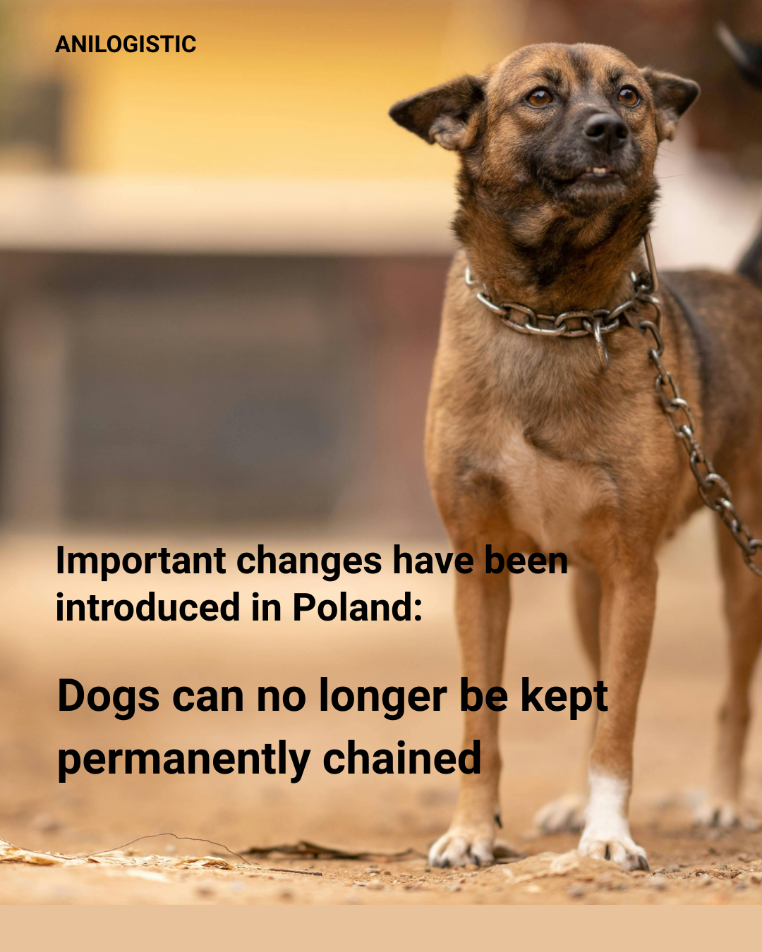Poland Bans Chaining Dogs: New Animal Welfare Law Signed in 2026