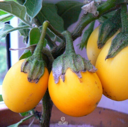 Seeds of Eggplant decor.Golden Egg. (Solanum melongena) — 20 pcs