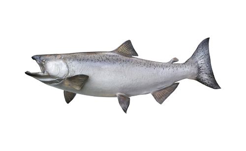 Рыба чавыча