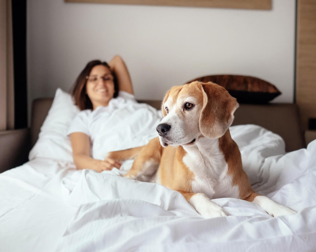 Животные в гостинице