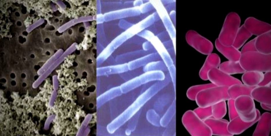 Молочнокислые бактерии их польза для растений