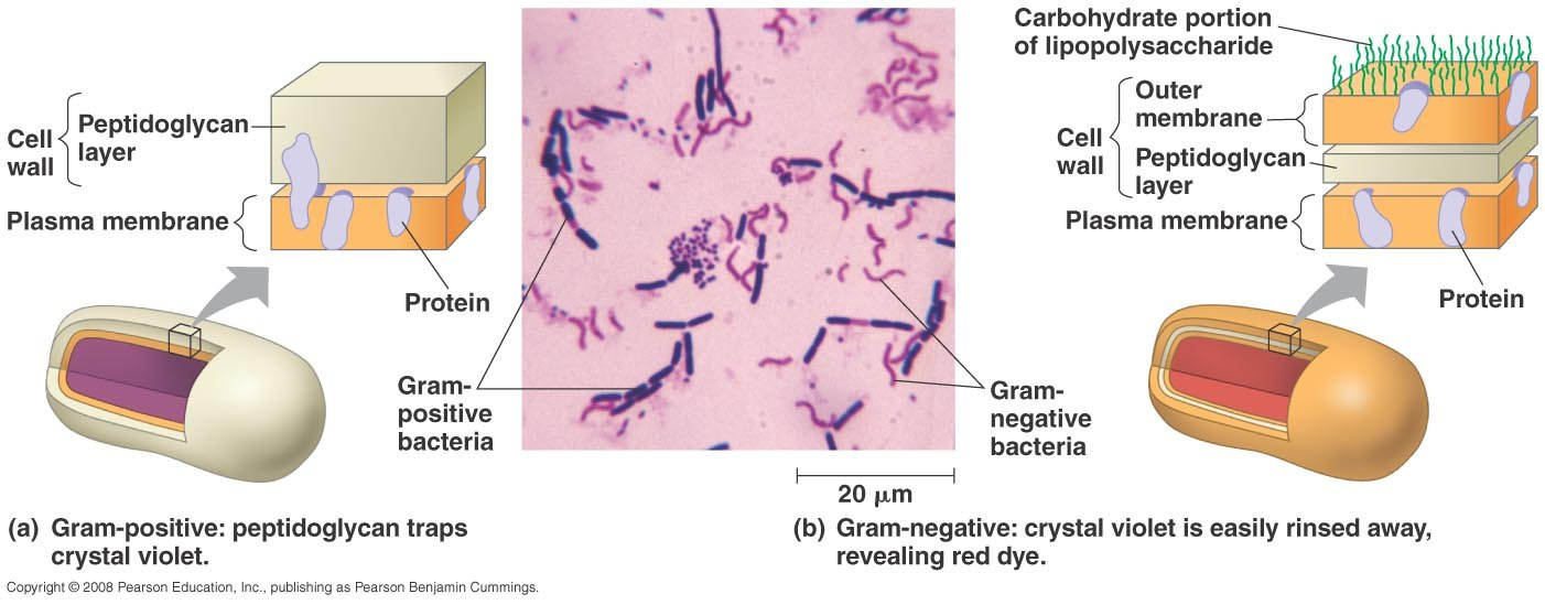 Грамположительные бактерии по граму. Клеточная стенка бактерий грамположительные и грамотрицательные. Грамположительные бактерии грамположительные бактерии. Клеточная стенка грамотрицательных бактерий. Грамположительные бактерии клеточная стенка.