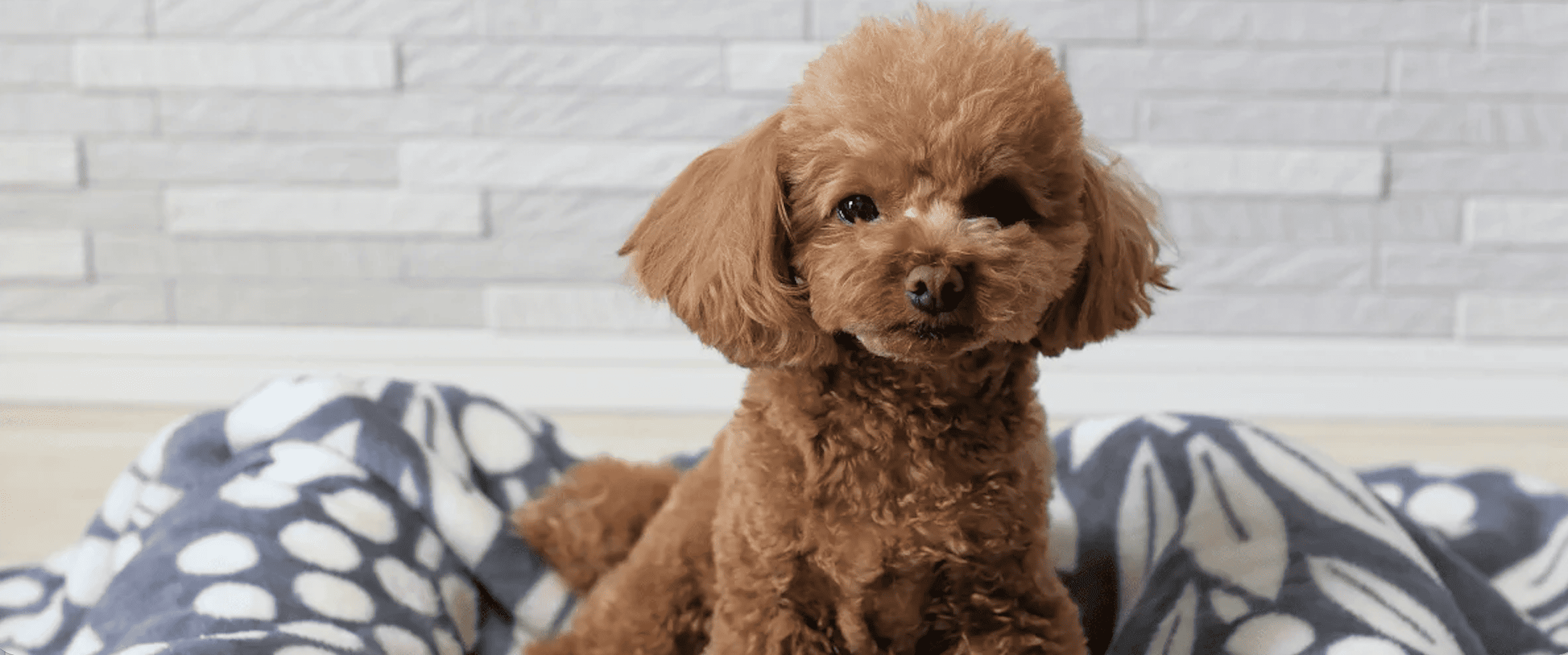 коричневый щенок пуделя