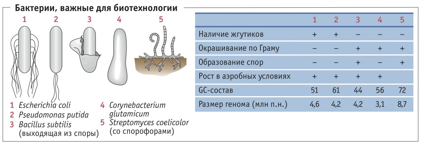Бактерии в биотехнологии. Бактерии и вирусы в биотехнологиях. Размеры микроорганизмов. Биотехнология микроорганизмов.