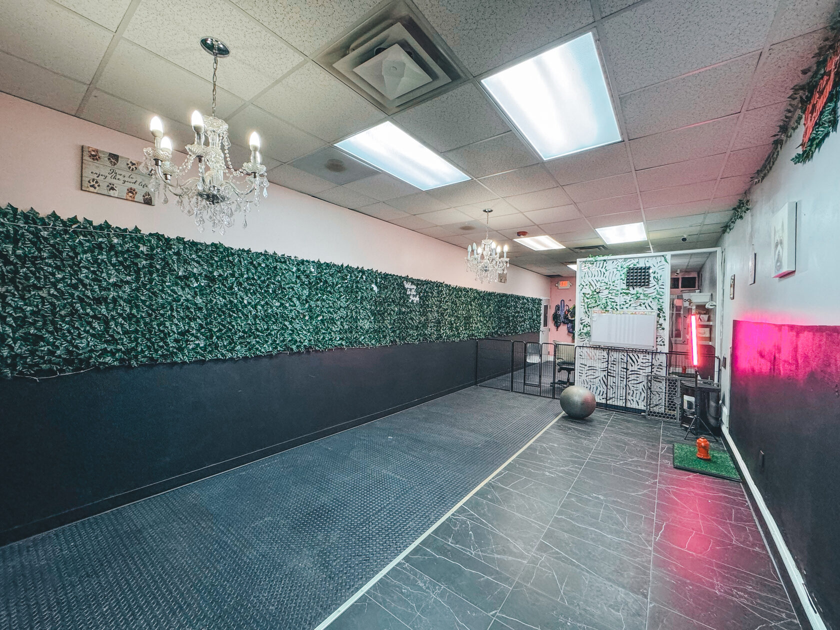 Dog Daycare in Weymouth, MA