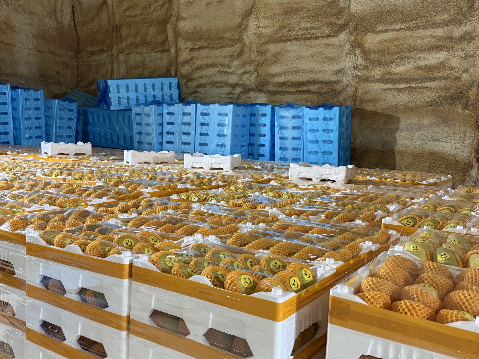Fresh produce protected in transport packaging before palletisation