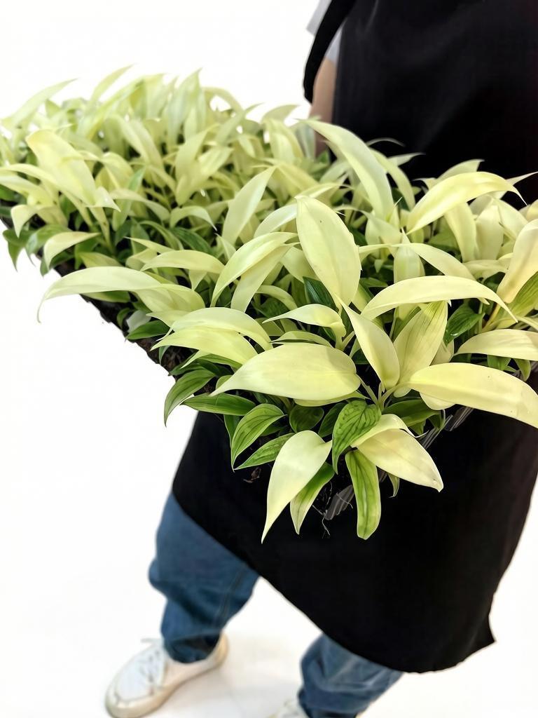 Кассеты с молодой рассадой в теплице питомника Little Plant