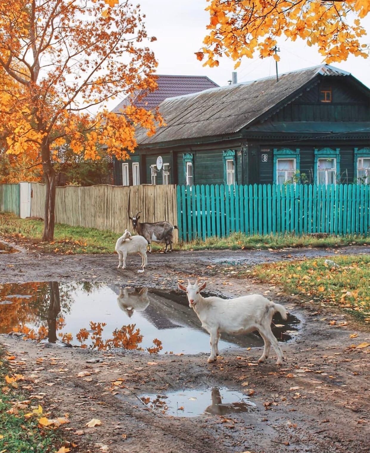 Село даже. Домашние животные деревне осенью фото. Деревенский осенний двор без авторский прав. Кто живет в деревне мечтает о столице.