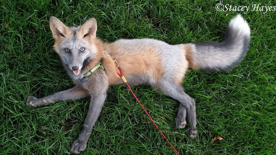 Fox цвет. Лиса Жемчужная крестовка. Платиновая крестовка лиса. Крестовка / Cross Fox. Окрас лисы крестовка.