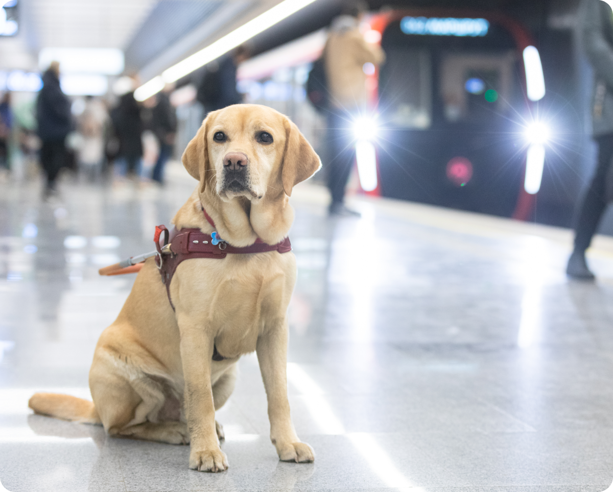На платформе полу-боком, повернув голову на фотографа, сидит темно-палевый лабрадор Честер в бордовой с оранжевой ручкой шлейке собаки-поводыря. Он устремил внимательный взгляд темно-коричневых глаз чуть левее за спину снимающего. На заднем плане видны размытые силуэты людей, ожидающих поезд, и яркие белые блики фар прибывающего состава. Сам состав имеет черную плоскую с большим окном и ярко-красной окантовкой кабину.