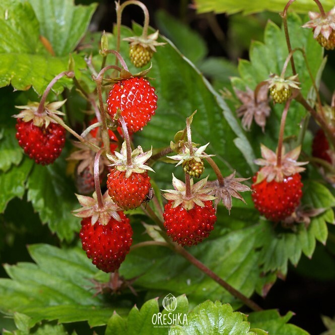 Seeds of Wild Strawberry Fragaria vesca - 30 pcs