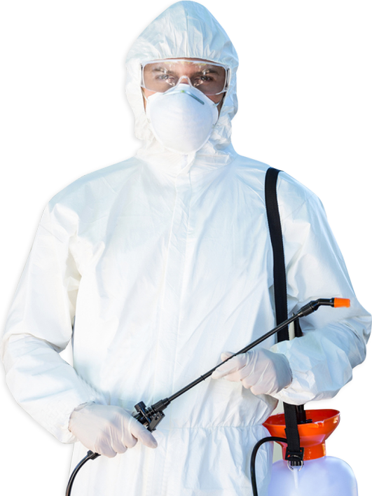 Проведение дезинсекции