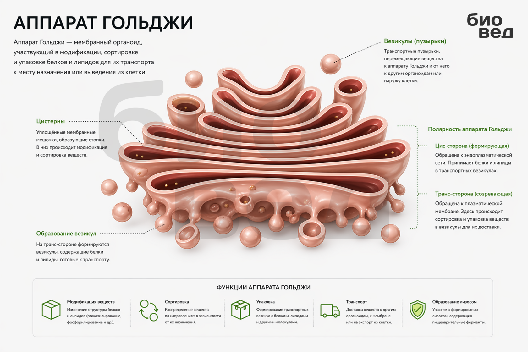 Аппарат Гольджи — строение, цистерны и функции органоида клетки. Иллюстрация для изучения темы ЕГЭ по биологии.