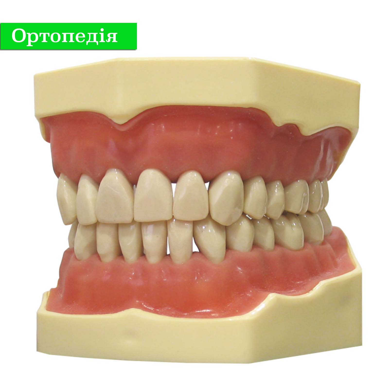 Зубная челюсть. Вставная челюсть макет.