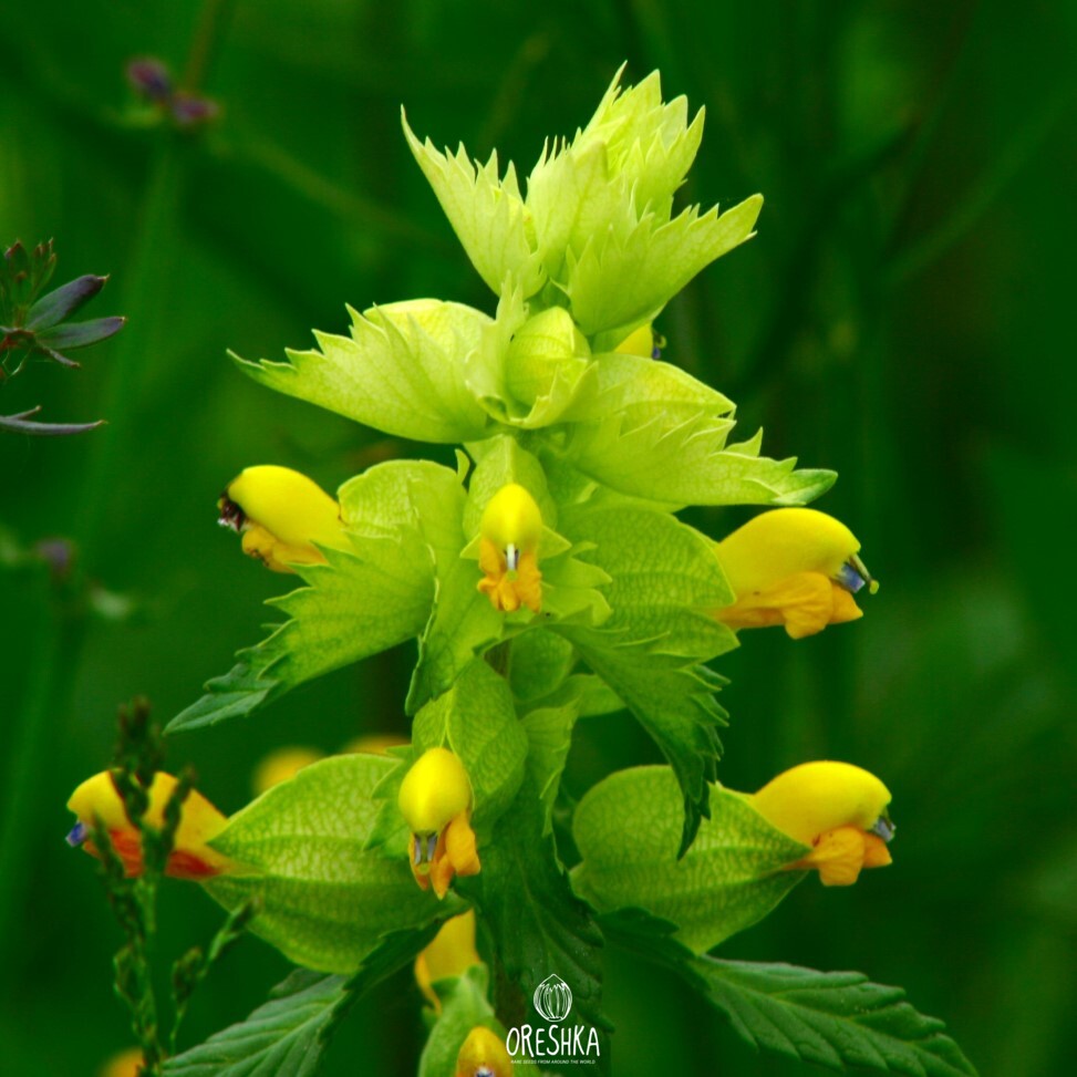 Seeds of European yellow-rattle (Rhinanthus alectorolophus) — 20 pcs