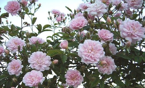 Розы гибриды мускусные