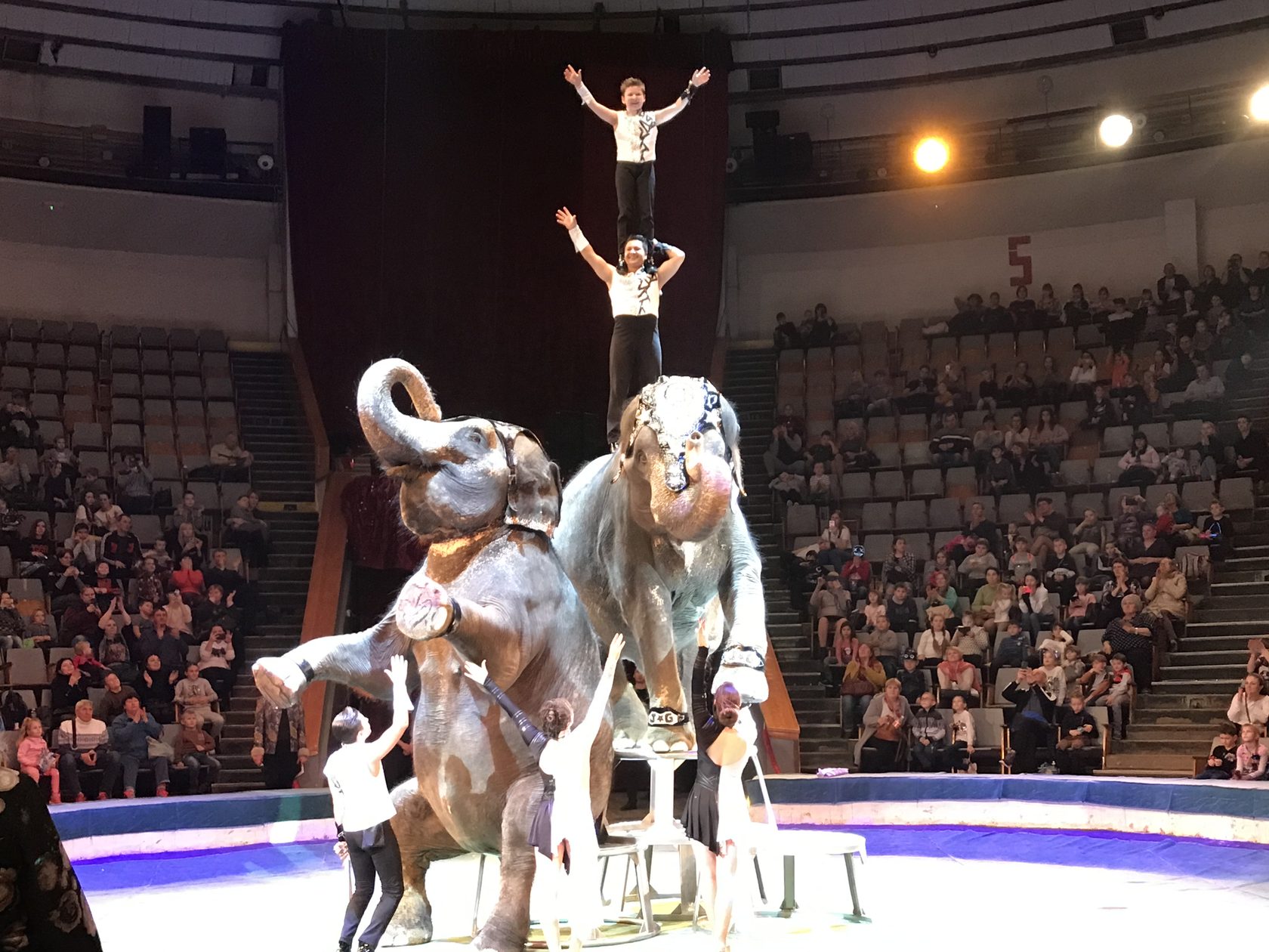 Цирк слонов билеты