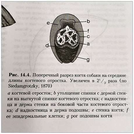 Поперечный разрез когтя собаки на середине длины когтевого отростка.