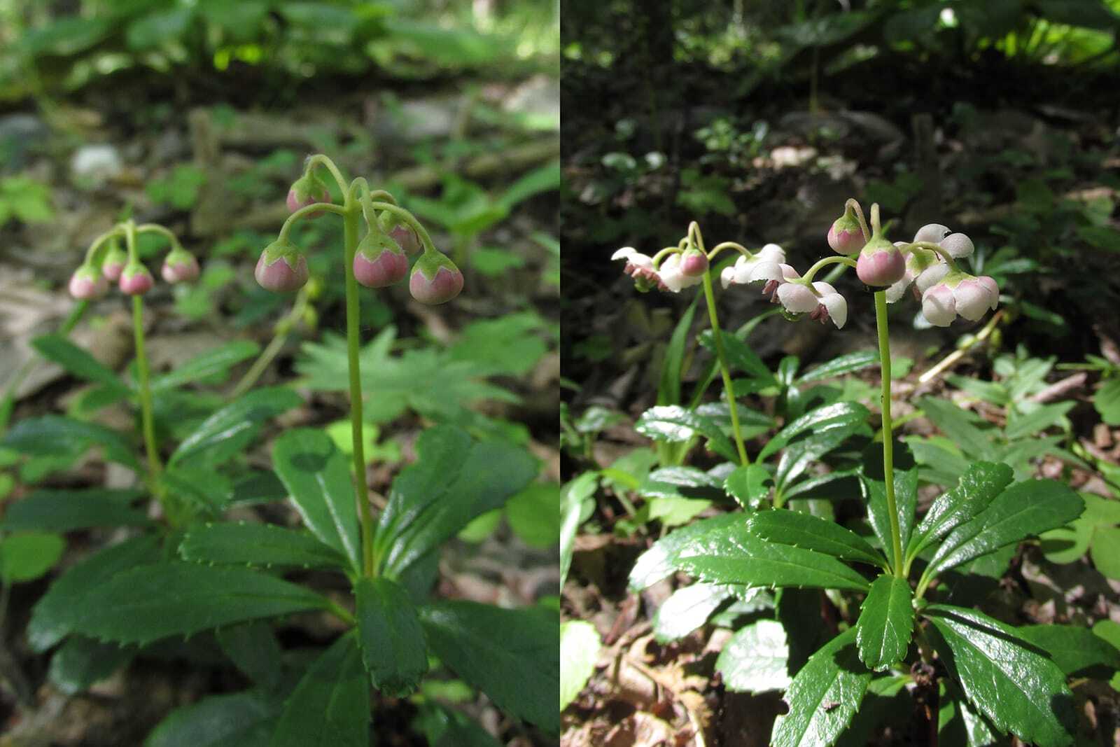 В Байкальском заповеднике 