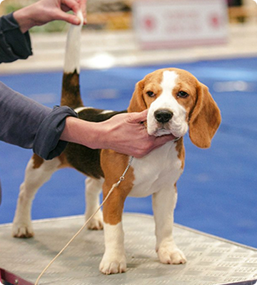 собака на выставке