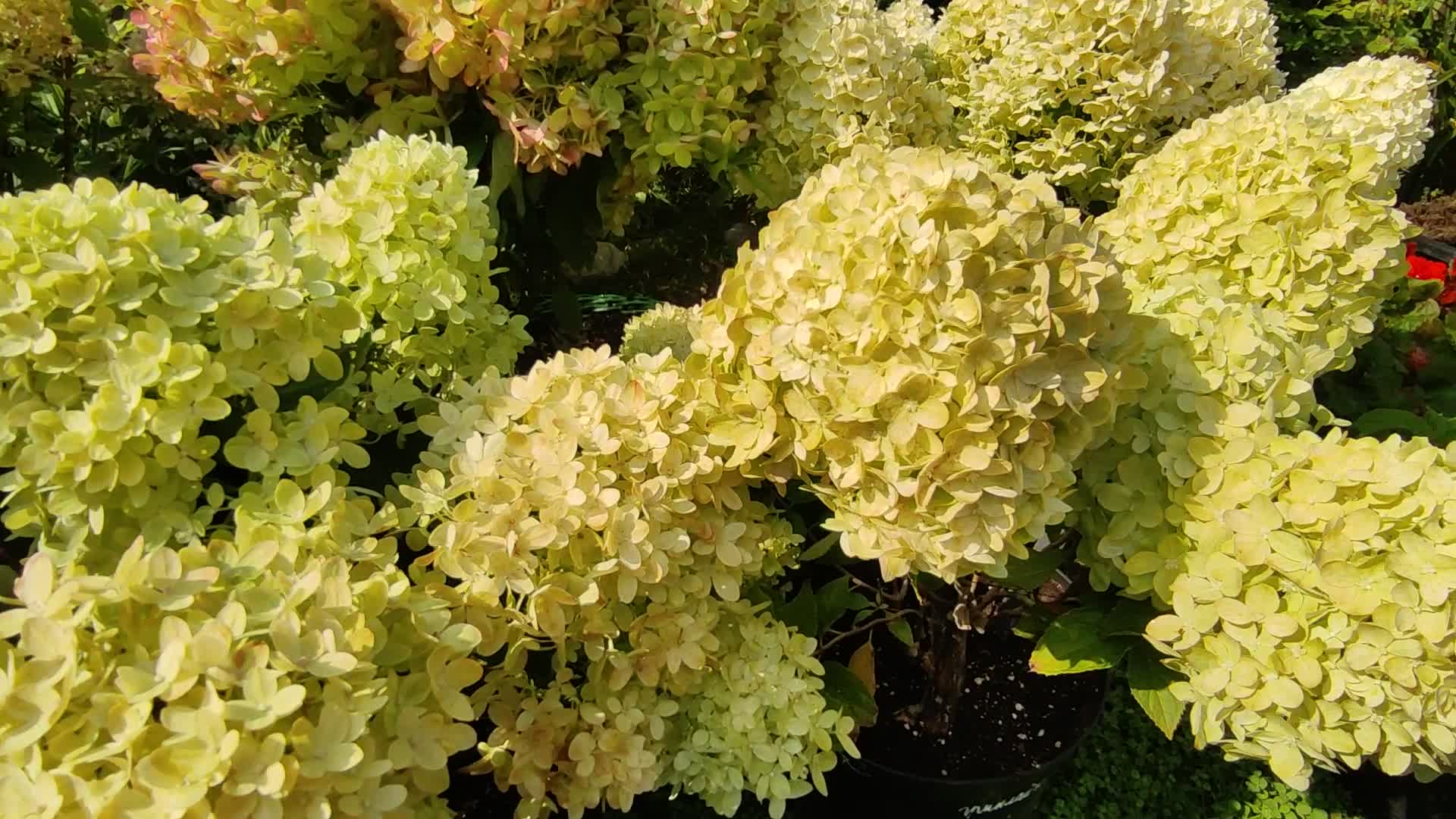 Гортензия метельчатая редлайт