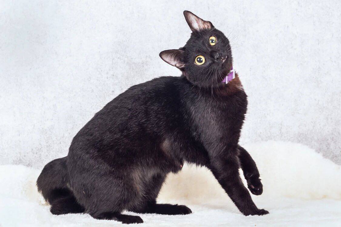 Кошка Симона ищет дом