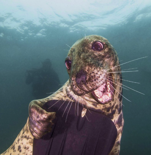 дружелюбный тюлень, дайвинг на Камчатке